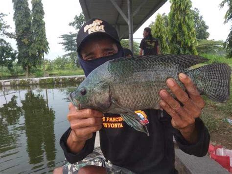 Mancing Ikan Nila Untuk Lomba Dan Harian Ini Resepnya