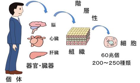 【ips細胞】とは？使用例とes細胞との違いは課題も多い【簡単説明】