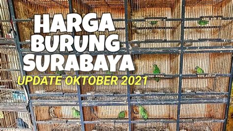 Pasar Burung Kupang Surabaya Terbaru Update Harga Burung Youtube