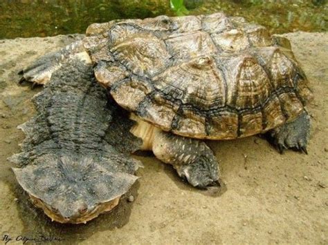 La Matamata O Tortuga Matamata Chelus Fimbriata Es Una Tortuga De La