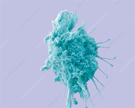 Dendritic Cell Sem Stock Image P2660085 Science Photo Library