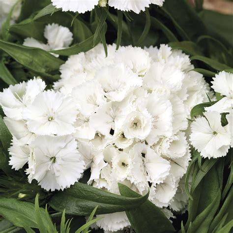 Dianthus Chinensis Barbarini White Muller Seeds