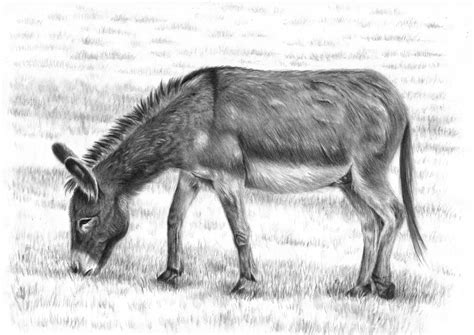 Donkey Drawing. Original Art. Graphite Art. Pencil Sketch. Animal Drawing. Original Drawing. - Etsy