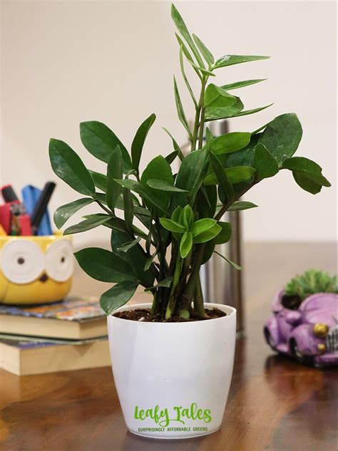 Zz Plant Zamioculcas Zamiifolia Indoor Plants For Off