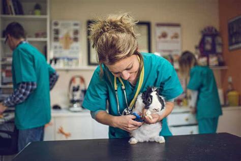 Odontologia Para Silvestres De Estima O Cl Nica Santa B Rbara