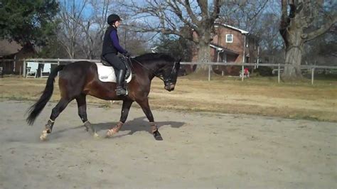 Randi Thompson Riders Test Balance For Risingposting Trot Riding