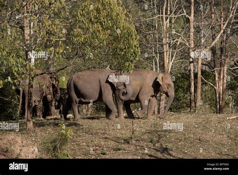 Elephants, Periyar Wildlife Reserve, Kerala, India Stock Photo - Alamy