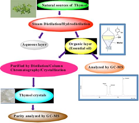 Schematic Representation Of Extraction Purification And Analysis Of Download Scientific