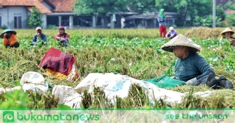 Panen Padi Di Kabupaten Bekasi Melimpah Ini Pesan Dan Harapan Petani