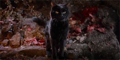 Sorry Salem, the Best Talking Cat Is Actually in This Movie