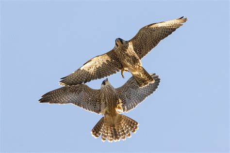 Just 2 Of The 6 Peregrines Steve Moore Flickr