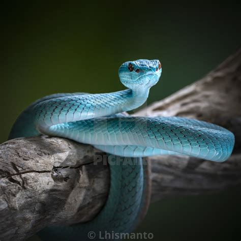 Top 105 Pictures Pictures Of Blue Snakes Latest