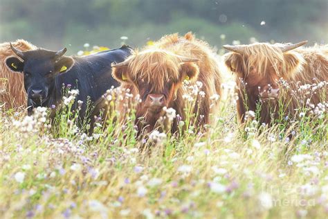 Highland cows face on in flower field Photograph by Simon Bratt - Pixels