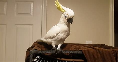 Talkative cockatoo doesn’t want to go to bed yet – Animal Rescue Society