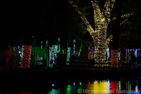 Life Immortalized Photography | Zoolights @ Stone Zoo