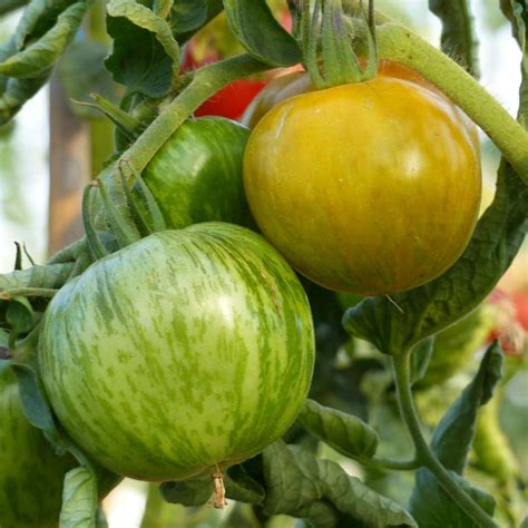 Tomate Green Zebra Graines Potag Res Une Belle Vari T Verte