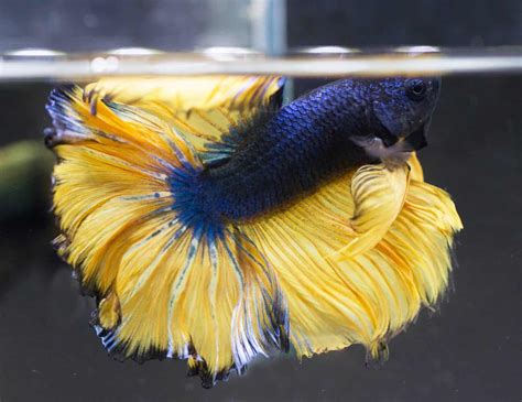 Mustard Gas Betta Complete Care Guide Information