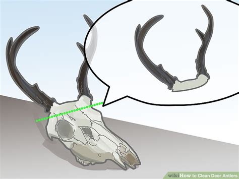 How To Clean Deer Antlers 8 Steps With Pictures Wikihow