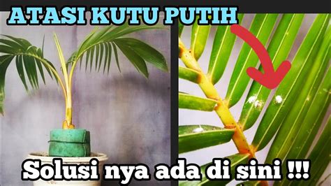 Cara Mengatasi Kutu Putih Di Bonsai Kelapa Dan Solusinya Youtube