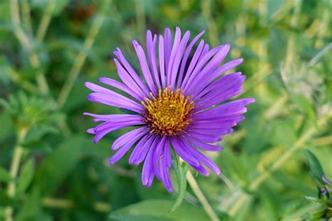 Symphyotrichum novae-angliae - Wildflowers of the National Capital Region