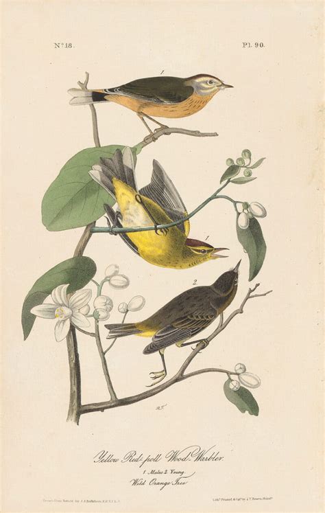 Audubon St Ed Octavo Pl Yellow Red Poll Wood Warbler St