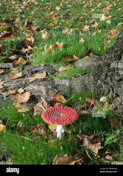 Fly Agaric Toadstool Amanita Muscaria Growing Under Sycamore Tree Stock