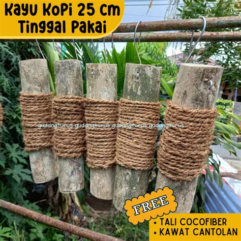 Jual Cm Kayu Kopi Gantung Media Tanam Anggrek Gratis Tali Coco Fiber