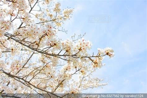 青空に映える満開の桜の写真・画像素材 6327562 Snapmart（スナップマート）