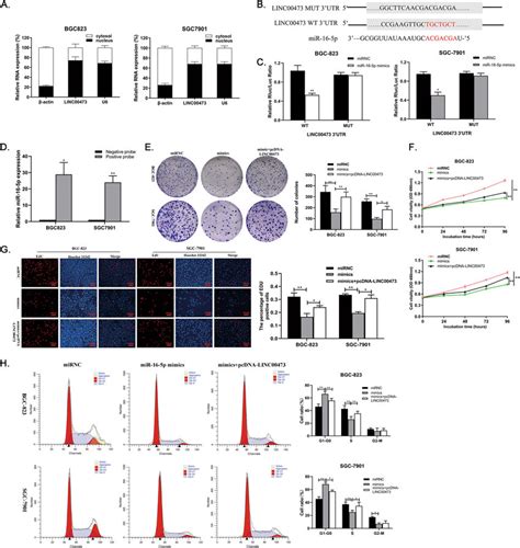 LINC00473 Acts As A Sponge For MiR 16 5p In The Cytoplasm A Relative