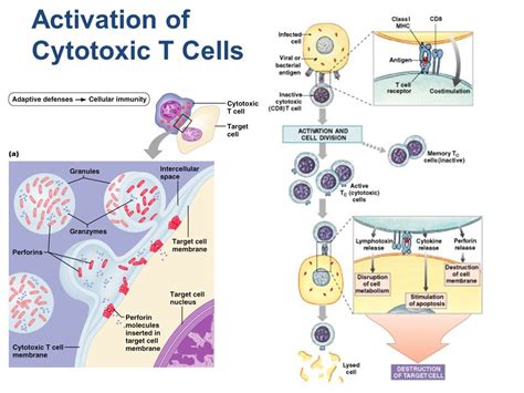 Activation of cytotoxic t lymphocytes – Telegraph