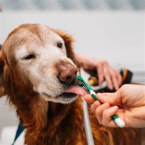 Veterinary experts explain the services at Vet Partners Plymouth 6