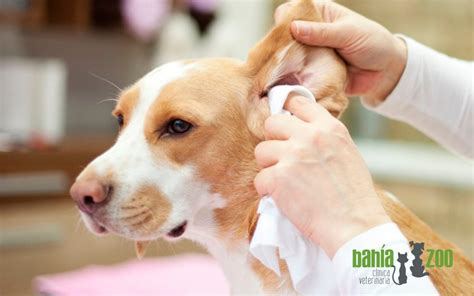 Otitis en perros causas síntomas y tratamiento Clínica Veterinaria