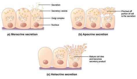 Unicellular exocrine gland histology 833720