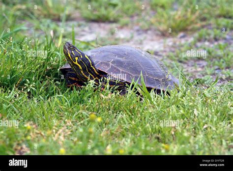 Western Painted Turtle Stock Photo Alamy