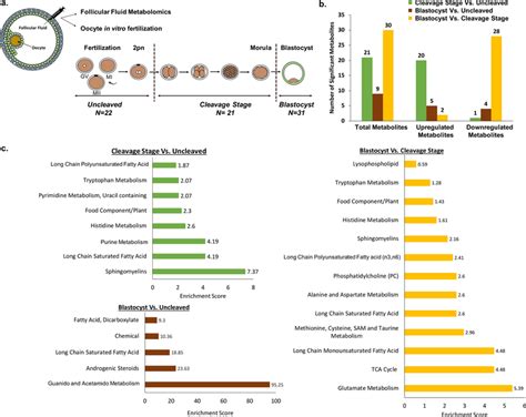 Metabolomics Assessment Of Follicular Fluid Constituents A Schematic