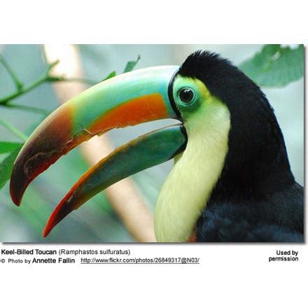 The Toucan's Bill - Structure and Interesting Facts