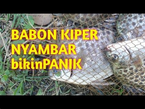 Umpan Jitu Ikan Kiper Sambaran Babonkiper Mancing Ikan Kiper Youtube