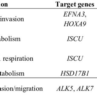 Trophoblast differentiation. The cytotrophoblast progenitor (CTBs ...