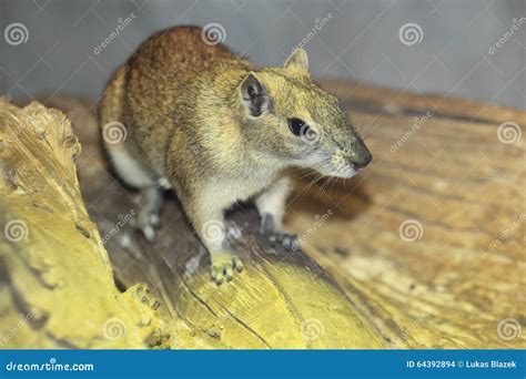 Rock cavy stock photo. Image of animal, adult, kerodon - 64392894