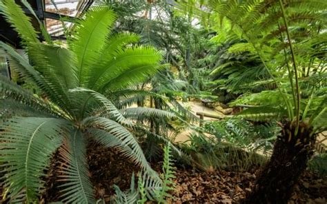 Les Plantes Du Jurassique Du Parc Floral De Paris Paris E Arrondissement