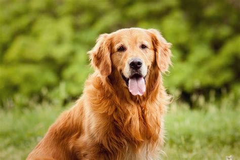 Golden Shepherd - Golden Retriever German Shepherd Mix • helloBARK!