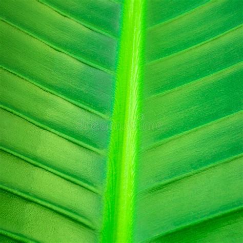 Green Tropical Leaf Pattern Palm Leaf Textured Background Closeup