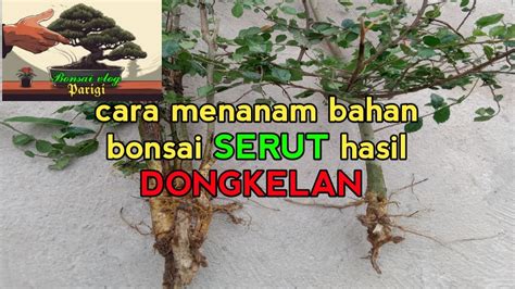 Cara Menanam Bahan Bonsai Serut Hasil Dongkelan Agar Hidup YouTube