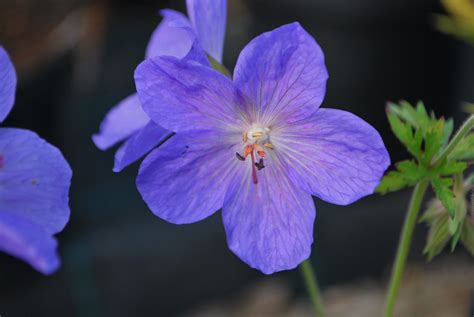 Geranium Johnsons Blue Emerald Plants