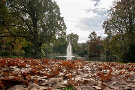 Wohin Mit Dem Herbstlaub Wiesbaden Lebt