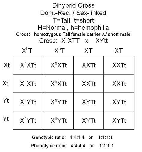 Practice Punnett Squares Heredity Unit