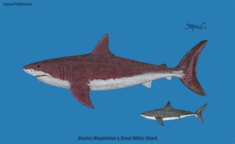 Megalodon Size By Sameerprehistorica On Deviantart