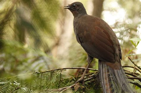 Indigenous Heritage Dharawal Land Campbelltown City Council