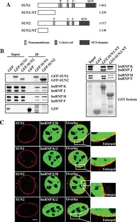 Figure 1 From Inner Nuclear Envelope Protein Sun1 Plays A Prominent