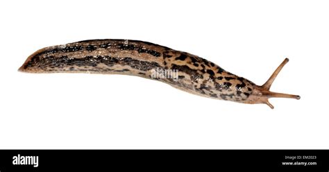 Leopard Slug - Limax maximus Stock Photo - Alamy